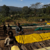 Guji (Ethiopia) - Kurume Natural - Ayele Adola