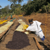 Guji (Ethiopia) - Kurume Natural - Ayele Adola