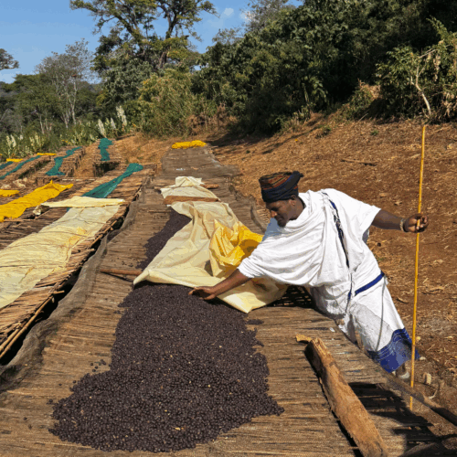 Guji (Ethiopia) - Kurume Natural - Ayele Adola