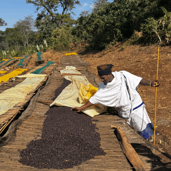 Guji (Ethiopia) - Kurume Natural - Ayele Adola