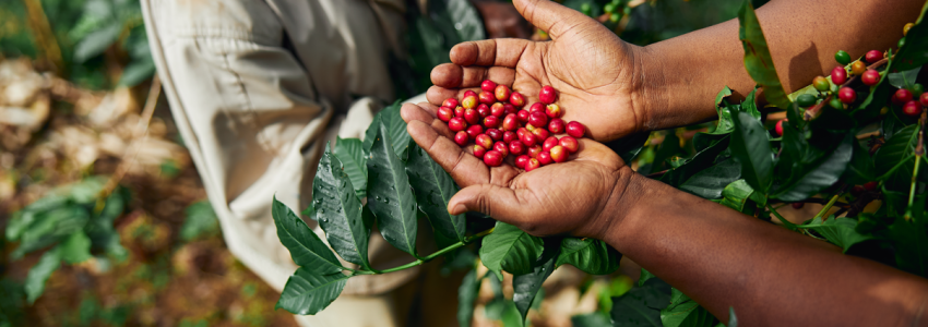 Colombia - Pink Bourbon - Lavado - Finca Santa Barbara / Area 18